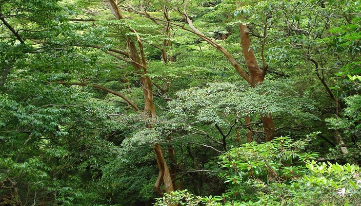 Pemberian Sertifikasi SFM Diharapkan Dorong Pengelolaan Hutan Lestari di Indonesia  