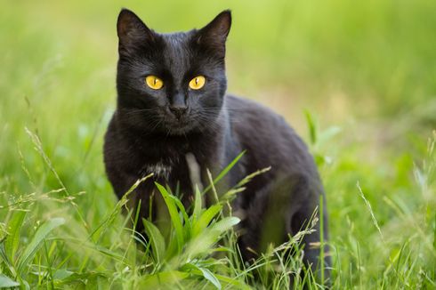 5 Alasan Mengapa Kucing Suka Bertengger di Atap Rumah 