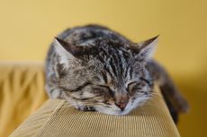 5 Hal yang Membuat Kucing Peliharaan Suka Tidur dengan Pemiliknya