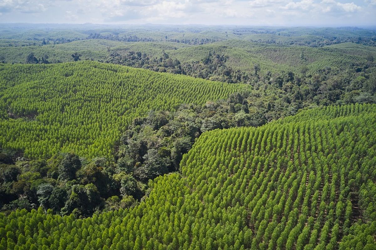 Pengelolaan hutan dengan pendekatan proteksi-produksi di Grup APRIL 