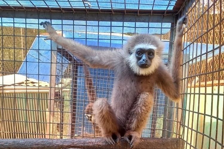 Salah satu primata langka yang dikirim dari Jakarta ke Bangka, Jumat (13/8/2021).
