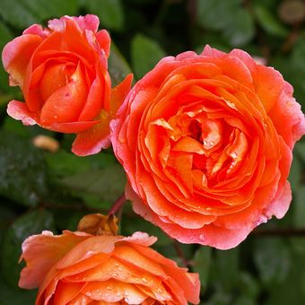 Ilustrasi bunga mawar oranye.