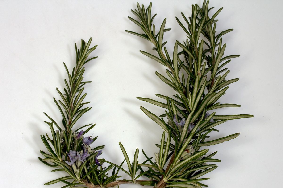 Ilustrasi daun rosemary segar. 