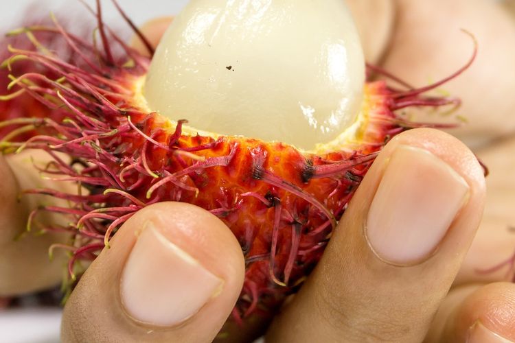 Ilustrasi rambutan, buah rambutan.