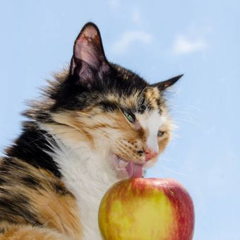 Ilustrasi kucing makan buah apel.