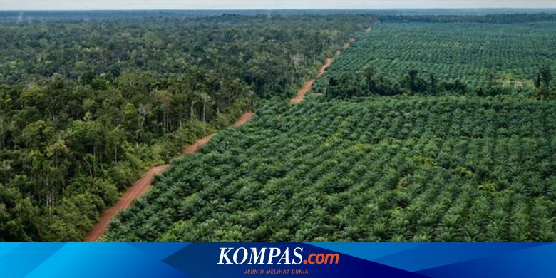 Seperti Ini Kiprah Pembangunan Mahasiswa UGM di Papua