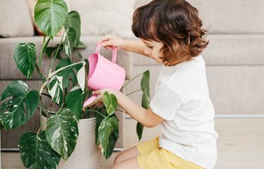 Ilustrasi menyiram tanaman monstera variegata. 