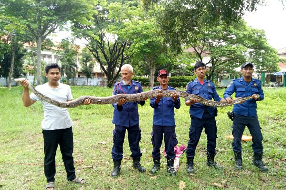 Petugas Rescue dari Dinas Pemadam Kebakaran (Damkar) dan Penyelamatan kota Tangerang Selatan menangkap seekor ular jenis piton atau sanca sepanjang sekitar 4,5 meter. Ular tersebut ditangkap di Perumahan Bukit Pamulang Indah (BPI), Kecamatan Pamulang, Tangerang Selatan, Minggu (22/12/2019) malam. 