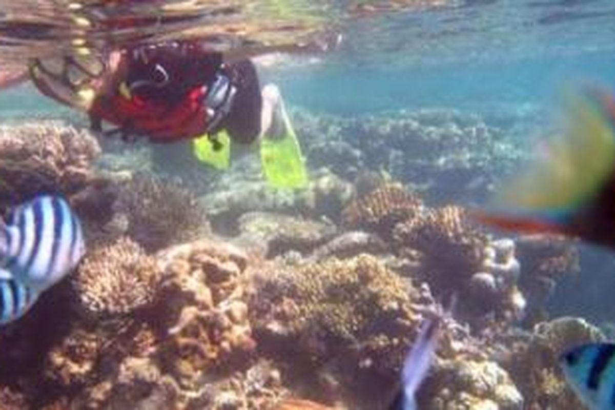 Pelancong menikmati keindahan alam bawah laut Karimunjawa, Kabupaten Jepara, Selasa (25/11/2014). Terumbu karang dan ikan menjadi dayat tarik tersendiri. 