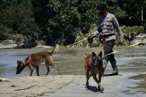 Sederet Jenis Anjing Pelacak Detasemen K-9 Polri