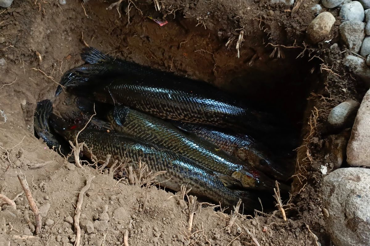 Tujuh ikan alogator di Situbondo Provinsi Jawa Timur dimusnahkan pada Kamis (20/9/2024). 