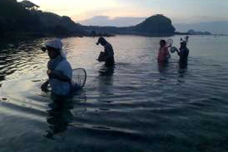 Beberapa warga di Lombok Tengah sedang mencari cacing laut dalam festival 'Bau Nyale' tahun 2015.