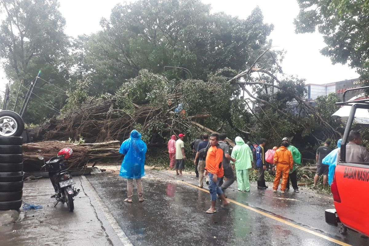 Personel gabungan saat mengevakuasi pohon tumbang di kawasan Jalan Raya Pakisaji, Kabupaten Malang, Senin (18/4/2022).