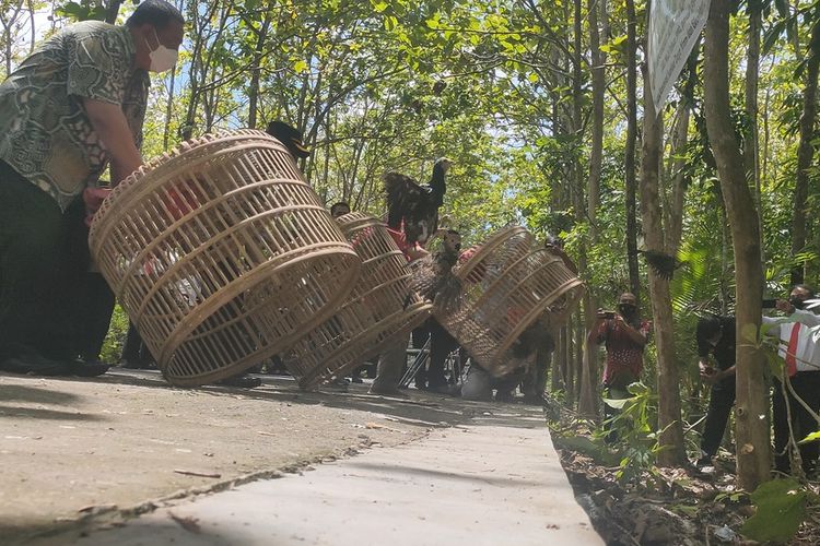 Sejumlah pejabat melepas tiga pasang ayam hutan dan sepasang elang tikus di Pedukuhan Kaliwilut, Kalurahan Kaliagung, Kapanewon Sentolo, Kabupaten Kulon Progo, Daerah Istimewa Yogyakarta. Kegiatan bersama antara Polres Kulon Progo, Pemkab Kulon Progo dan BKSDA Yogyakarta mendorong kelestarian SDA dengan menekan perburuan liar.