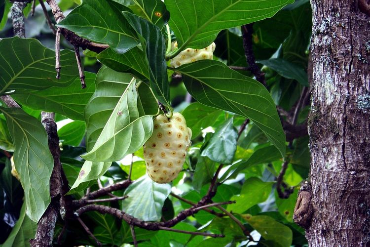 Ilustrasi buah mengkudu. 