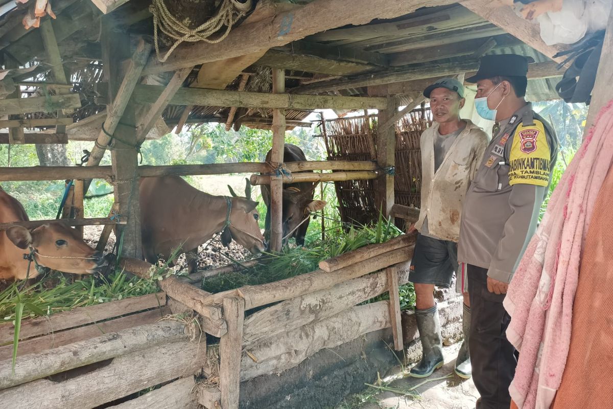 Bhabinkamtibmas jajaran Polres Buleleng melakukan sosialisasi PMK kepada peternak dengan mendatangi langsung kandang.
