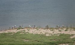 Lahan Gambut Asia Tenggara Jadi Sumber Emisi Gas Rumah Kaca Signifikan