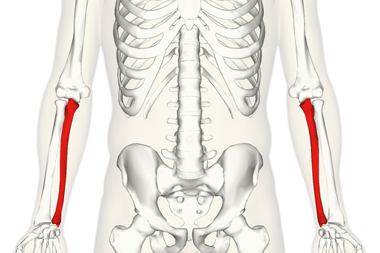 Tulang hasta (ulna) ditunjukkan dengan warna merah