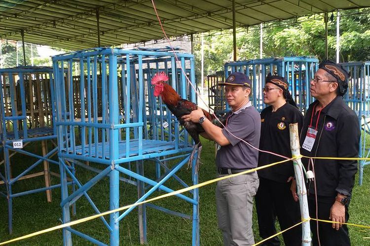 Seperti Garut Domba, Cianjur Jadikan Ayam Pelung Jadi Branding Kabupaten