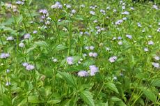 Cara Membuat Pestisida dan Pupuk Alami dari Rumput Bandotan