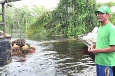 Warga Kampar, Riau Terpaksa Panen Sawit di Tengah Banjir