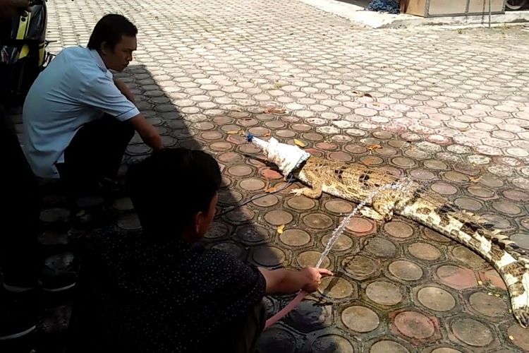 Buaya senyulong yang dievakuasi ke BSKDA Kalimantan Tengah SKW II Pangkalan Bun, dari Sungai Mengkahing, Kabupaten Kotawaringin Barat, Kalimantan Tengah, Rabu (16/5/2018)