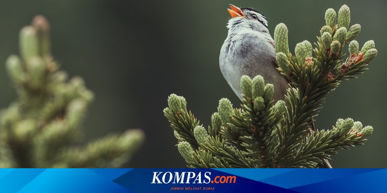 Studi Sebut Burung Tak Mau Hinggap di Lingkungan yang Berisik dan Terlalu Terang - Vimarsana News