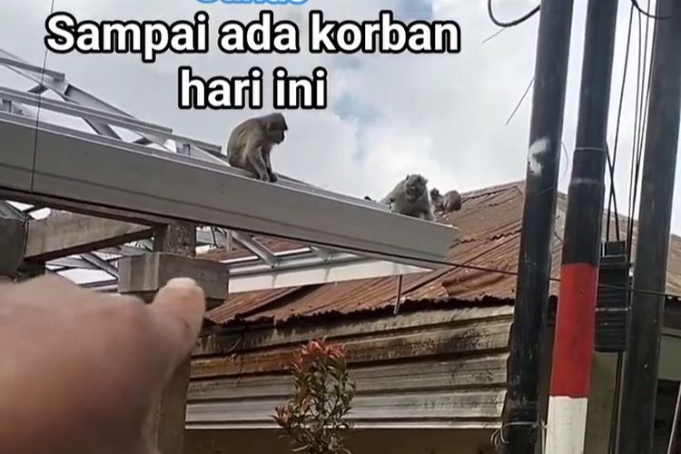 Disdik Bakal Benahi SDN 2 Wanagiri Buleleng, Usai Siswa Diserang Monyet