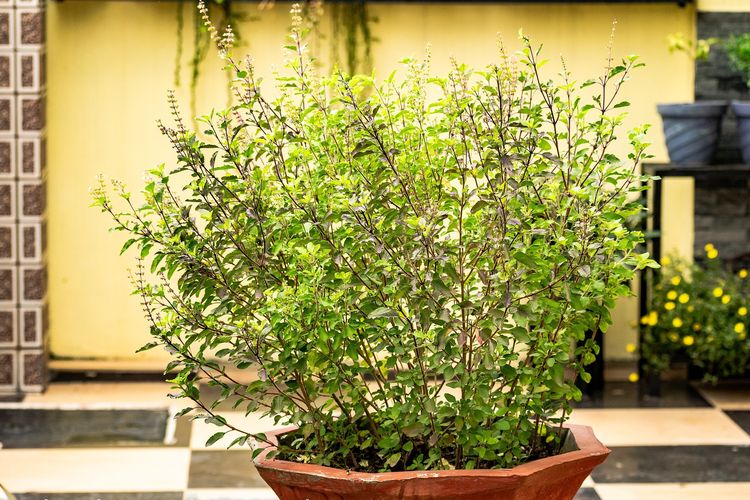 Ilustrasi tanaman kemangi. 