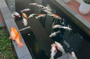 29 Ikan Koi Peliharaan Wali Kota Pekanbaru Mati akibat Listrik Padam