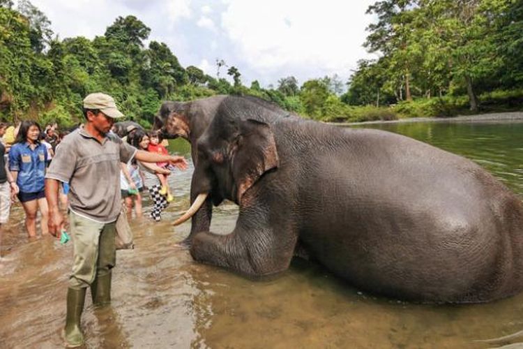 Tangkahan di Kabupaten Langkat, Sumatera Utara dikenal sebagai tempatnya gajah-gajah liar dan sungai yang masih terjaga kebersihannya.