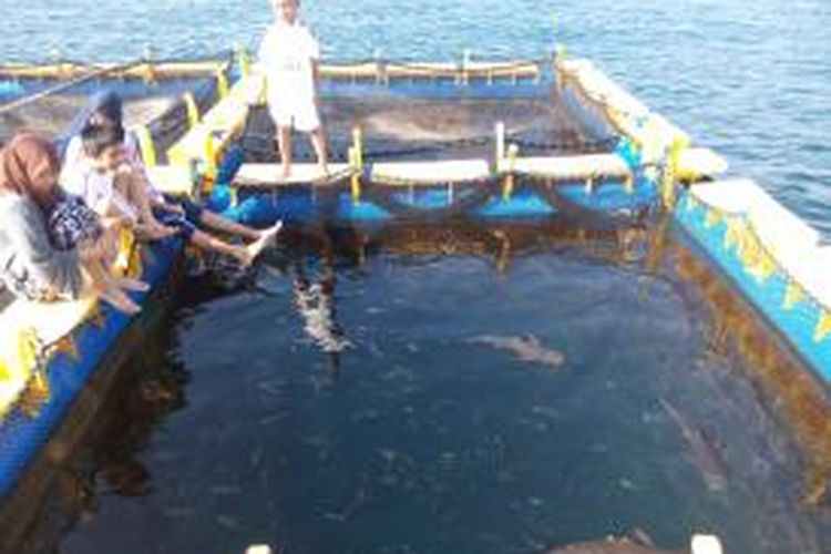 Wisatawan sedang melihat anakan ikan hiu di rumah apung Bangsring Under Water di Desa Bangsring, Kecamatan Wongsorejo, Kabupaten Banyuwangi, Jawa Timur.