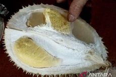 Durian Kromo Organik Asli Banyumas, Sebuah Bisa 6-9 Kilogram 