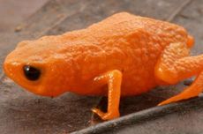 Trump Melunak, Kini Doakan New York Sukses di Bawah Zohran Mamdani