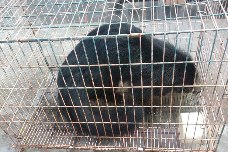 Seekor binturong di dalam kandang disita dari pemelihara di Gang Aman I Teladan, Kecamatan Medan Kota, Jalan HM Joni, Medan, Kamis (22/8/2019).