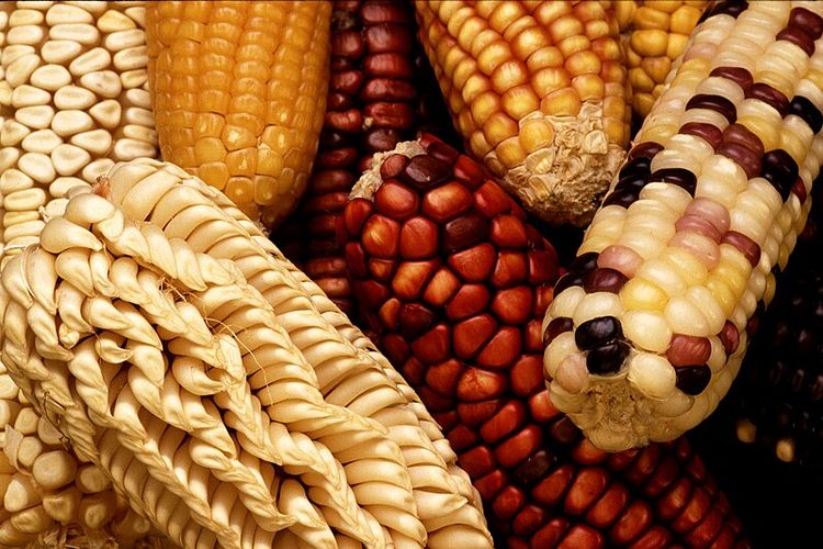 Bagaimana Tanaman Jagung Berkembang Biak?