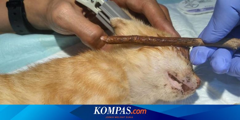 Duduk Perkara Kasus Penusukan Mata 12 Kucing Pelaku Dibawa Ke Rumah Sakit Jiwa Halaman All Kompas Com