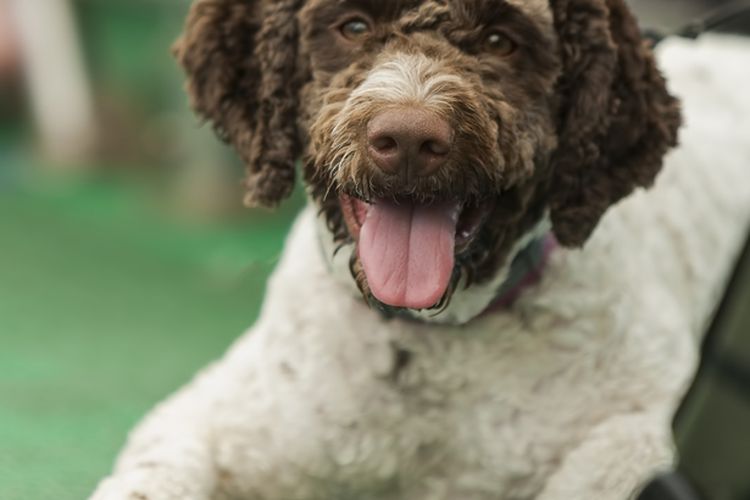 Ilustrasi anjing Barbet.