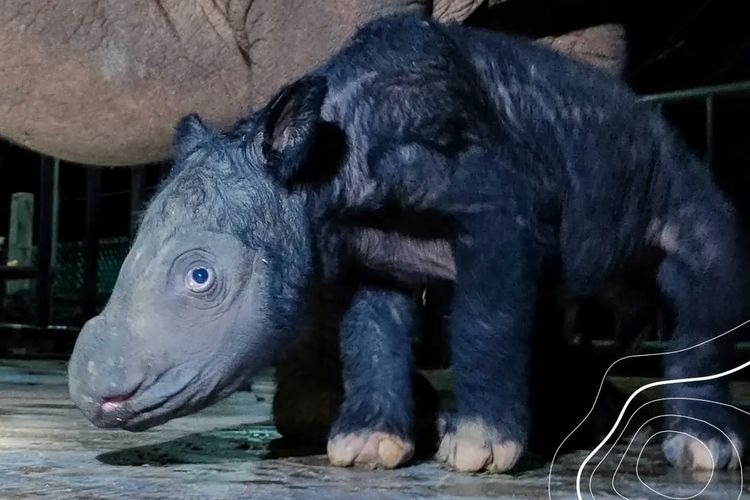 Seekor anak badak berjenis kelamin jantan lahir di Suaka Rhino Sumatera Taman Nasional Way Kambas (SRS TNWK), Sabtu (25/11/2023). Bayi badak tersebut dinamakan Delilah, sesuai dengan nama induknya yang juga bernama Delilah yang berusia tujuh tahun