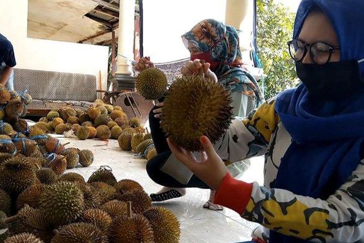 Para mahasiswa yang tergabung dalam komunitas Mahasiswa Kreatif Trenggalek memilah durian yang mereka jual, Minggu (12/4/2020). Mereka menjual durian untuk berdonasi. 