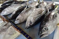 Harga Ikan Tongkol Mahal Jadi Penyumpang Tertinggi Inflasi di Aceh