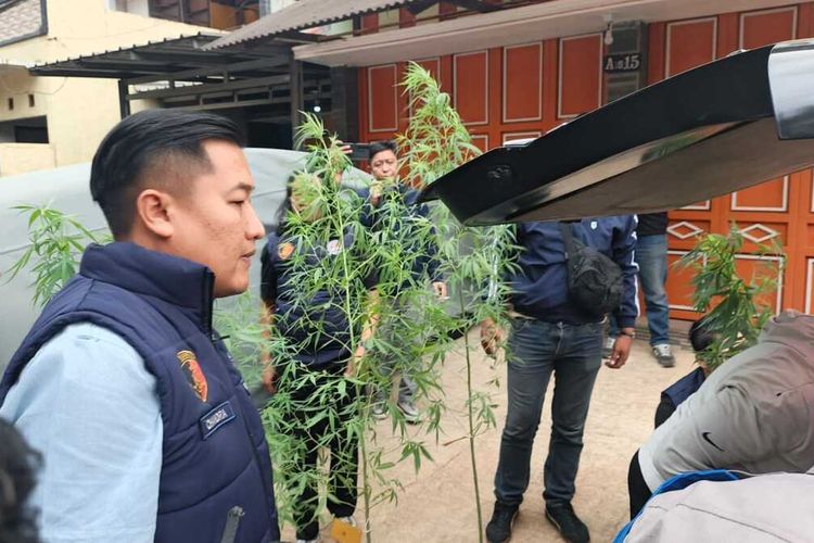 Pegawai Kementerian PU Budidayakan Ganja di Belakang Rumah, Polisi Sita Puluhan Tanaman