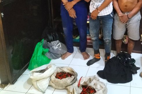 Tiga Pemuda di Banyuwangi Tertangkap Curi Cabai di Lahan Warga