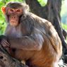 BKSDA Pasang Perangkap untuk Tangkap Kawanan Monyet yang Turun ke Permukiman di Lombok Timur
