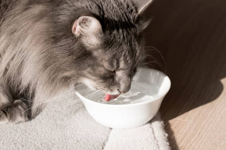 ilustrasi kucing minum | alasan kucing tidak suka air