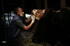 Upaya Pemprov DKI Cegah Penyebaran Penyakit Mulut dan Kuku pada Hewan Ternak di Jakarta