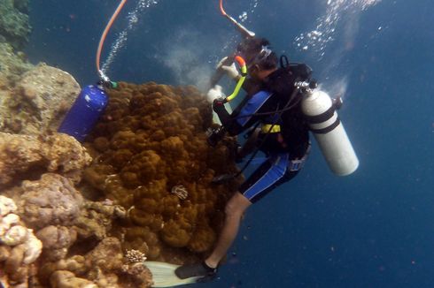 Rekaman dari Karang Ungkap Ancaman Bencana Iklim bagi Indonesia