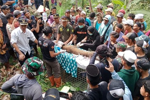 Macan Tutul Terjerat Jebakan Babi di Sukabumi, Warga Resah