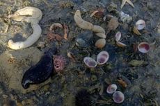 Biota Laut Mati akibat Tumpahan Minyak Sawit Mentah di Buton Selatan