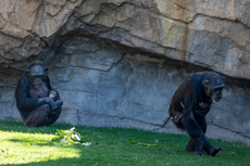 Kisah Pilu Simpanse yang Berduka, Gendong Sang Bayi yang Mati Selama Berbulan-bulan